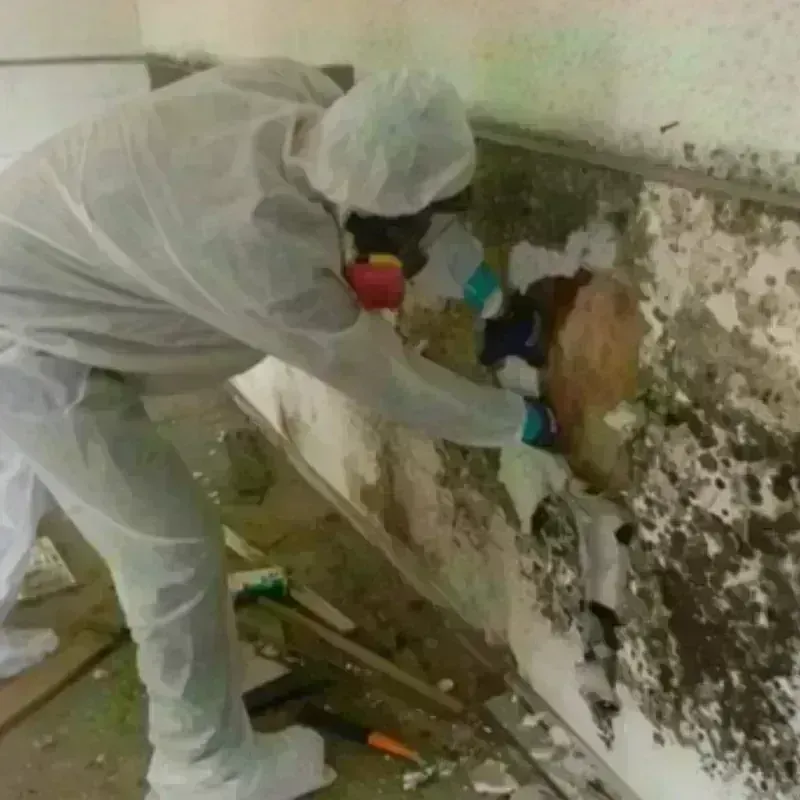 Mold Remediation and Removal in Asotin County, WA